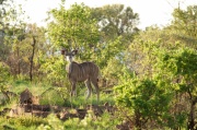 kudu